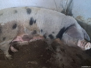 scroafa pietrain a 2 a fatare