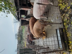 Porci de vanzare!