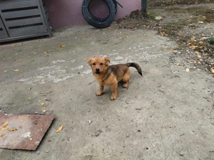 Caine de marimea mica, 4-6 luni. Ponyo - imagine 3