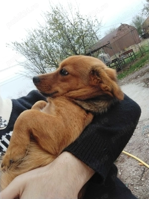 Caine de marimea mica, 4-6 luni. Ponyo - imagine 4