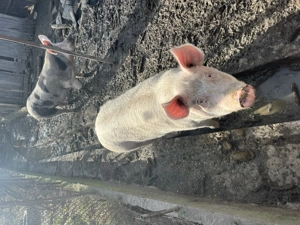 Vând porc și purcea 120-140kg