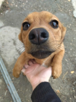 Caine de marimea mica, 4-6 luni. Ponyo - imagine 2