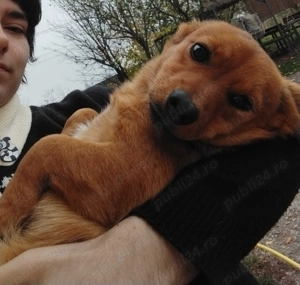 Caine de marimea mica, 4-6 luni. Ponyo