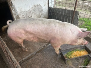 Vând porc de carne - imagine 3