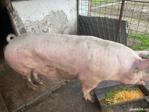 Vând porc de carne - imagine 2