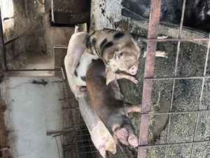 Porci pentru Crăciun  - imagine 3