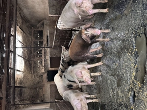 Porci pentru Crăciun  - imagine 4