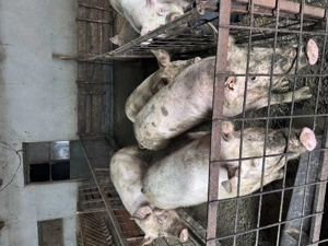 Porci pentru Crăciun 