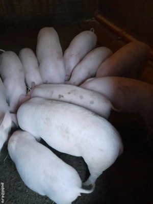 Vind soldani rasa de carne . - imagine 2