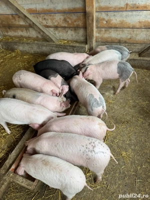 Purcelasi de vanzare - imagine 3