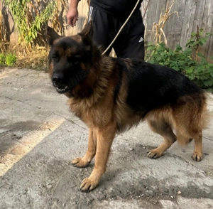 Ciobanesc german pedigree