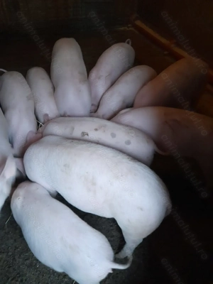 Vind soldani rasa de carne Landras cu Pietrean o rasa foarte bună 