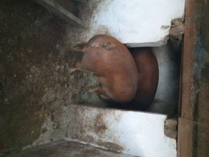 Vând un porc pt sacrificat 