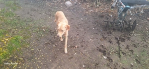 Donez cățelușă de pază - imagine 2