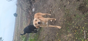 Donez cățelușă de pază