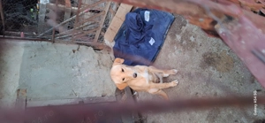 Donez cățelușă de pază - imagine 4