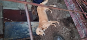 Donez cățelușă de pază - imagine 3