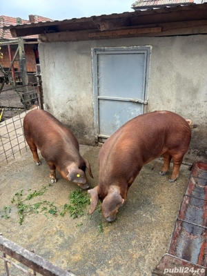 Porci disponibili pentre Crăciun !!!