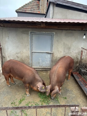 Porci disponibili pentre Crăciun !!! - imagine 2