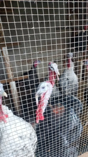 Vand curcani de casa