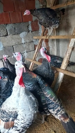 Vand curcani de casa - imagine 2