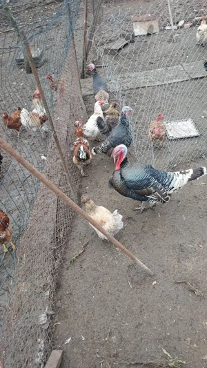 Vand curcani de casa - imagine 3