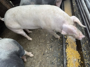 Porci de vanzare - imagine 4