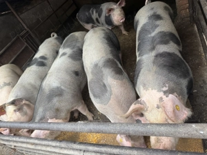 Porci de vanzare - imagine 3