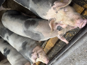 Porci de vanzare - imagine 5