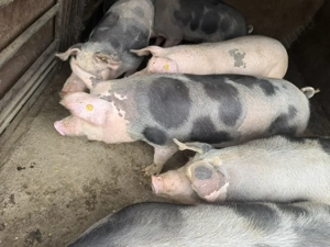 Porci de vanzare - imagine 2