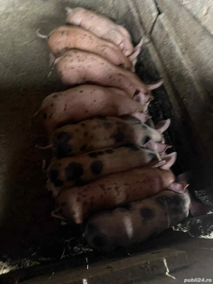 Vand Purcei - imagine 2