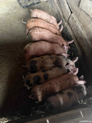 Vand Purcei - imagine 3