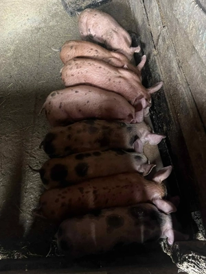 Vand Purcei - imagine 4