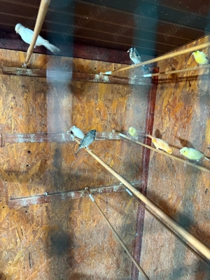 Canari de cantec - imagine 3