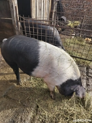 Disponibili pentru Craciun  - imagine 2