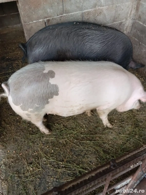 Disponibili pentru Craciun 