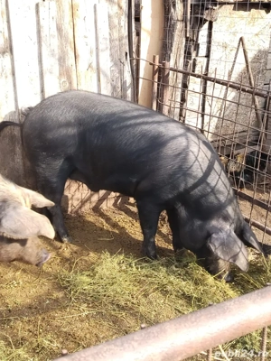 Disponibili pentru Craciun  - imagine 4