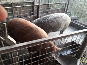 Vand porci - imagine 2