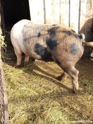 Disponibili pentru Craciun  - imagine 3