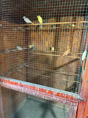 Canari de cantec - imagine 4