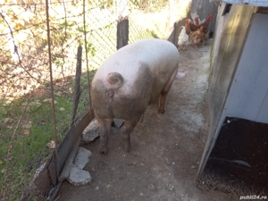 Vand jumatate carcasa porc  - imagine 2