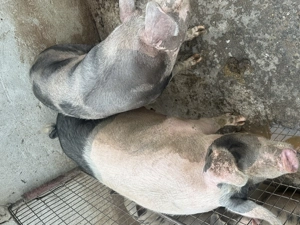 Porci de vânzare de carne 