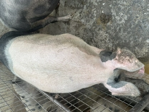 Porci de vânzare de carne  - imagine 4