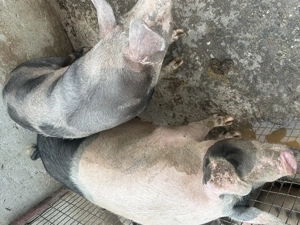 Porci de vânzare de carne  - imagine 2