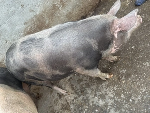 Porci de vânzare de carne  - imagine 5