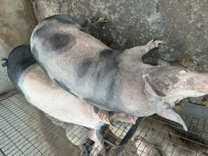 Porci de vânzare de carne  - imagine 3