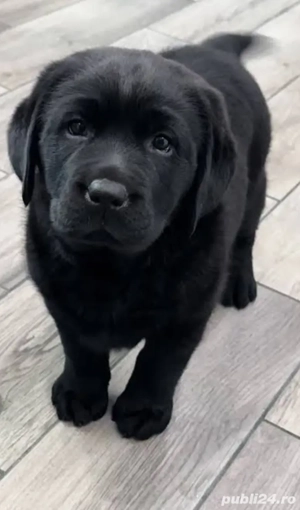 Labrador Retriever Black 