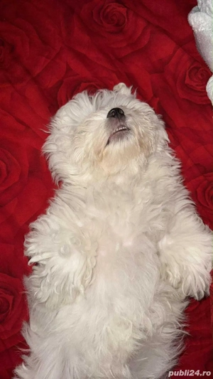 Vand Bichon Frise urgent - imagine 2