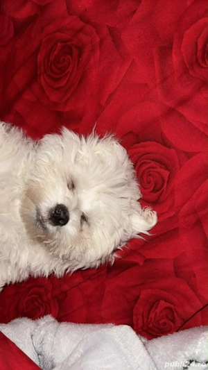 Vand Bichon Frise urgent - imagine 3