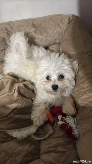 Vand Bichon Frise urgent